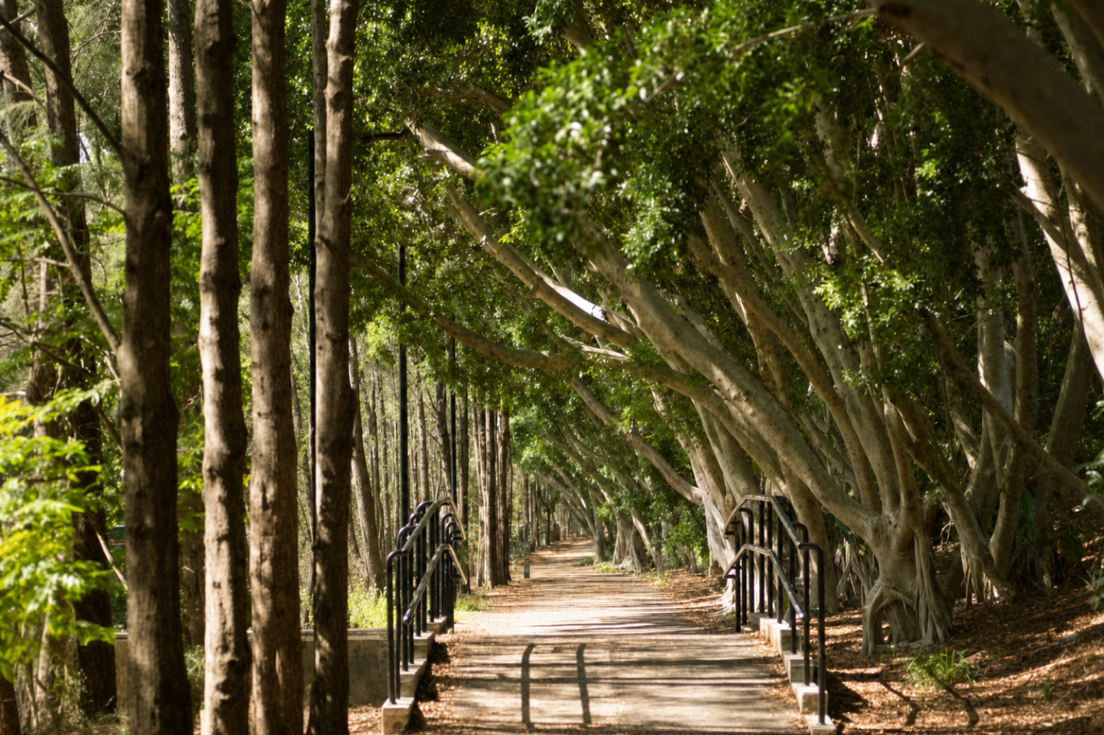 Tree-lined Greenway path in Inner West Sydney